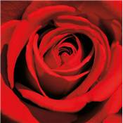 Plexi "Red Rose"