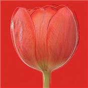 Affiche Red tulip