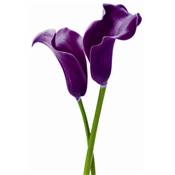 Poster XXL - Purple Calla Lilies