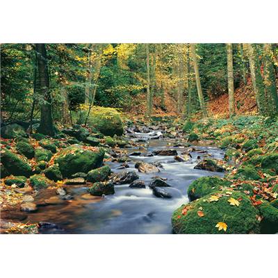 Forest stream - 8P