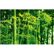 Poster XXL - Bamboo in Spring