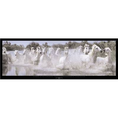 Affiche Horses in the camargue France