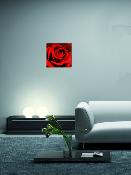 Plexi "Red Rose"