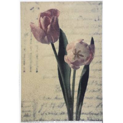 Affichette "Spring Tulip Script"