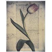 Affichette "Tulip text 1"