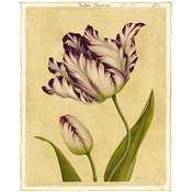 Affiche Tulipa Purpura