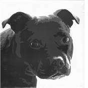 Affiche Staffordshire Bull