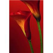 Red Calla Lilies - 4P