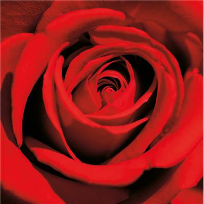 Plexi "Red Rose"