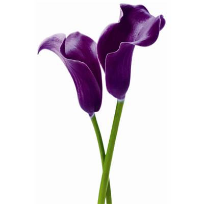 Poster XXL - Purple Calla Lilies